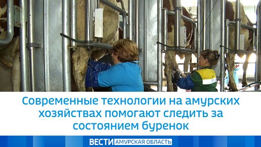 Современные технологии на амурских хозяйствах помогают следить за состоянием буренок