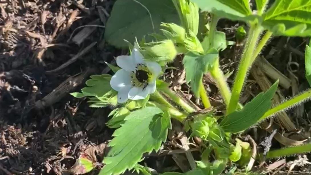 Почернение сердцевины у цветка клубники