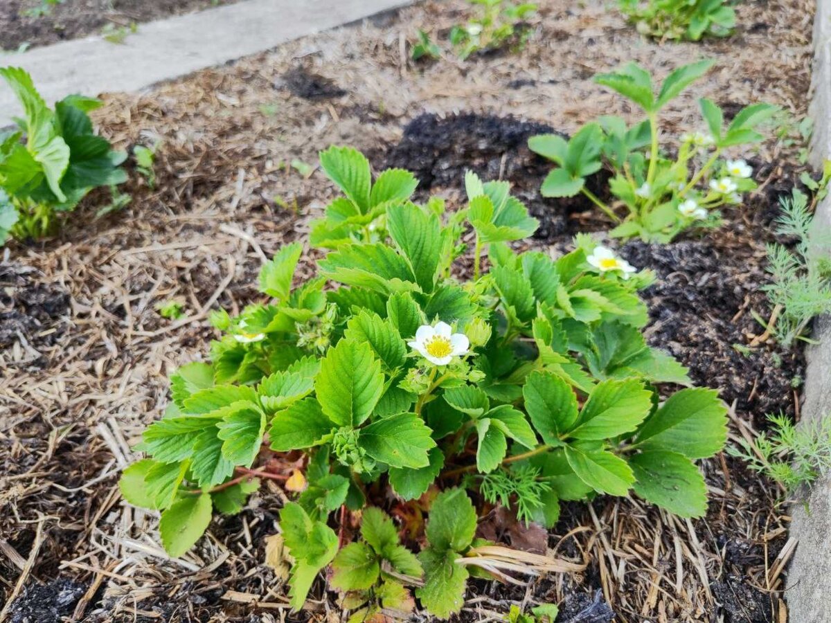 Не все кусты клубники попали под удар