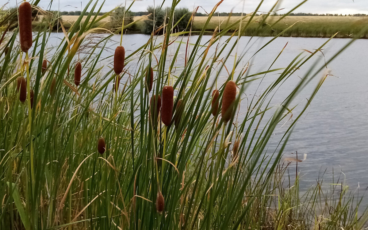 Заросли рогоза. 