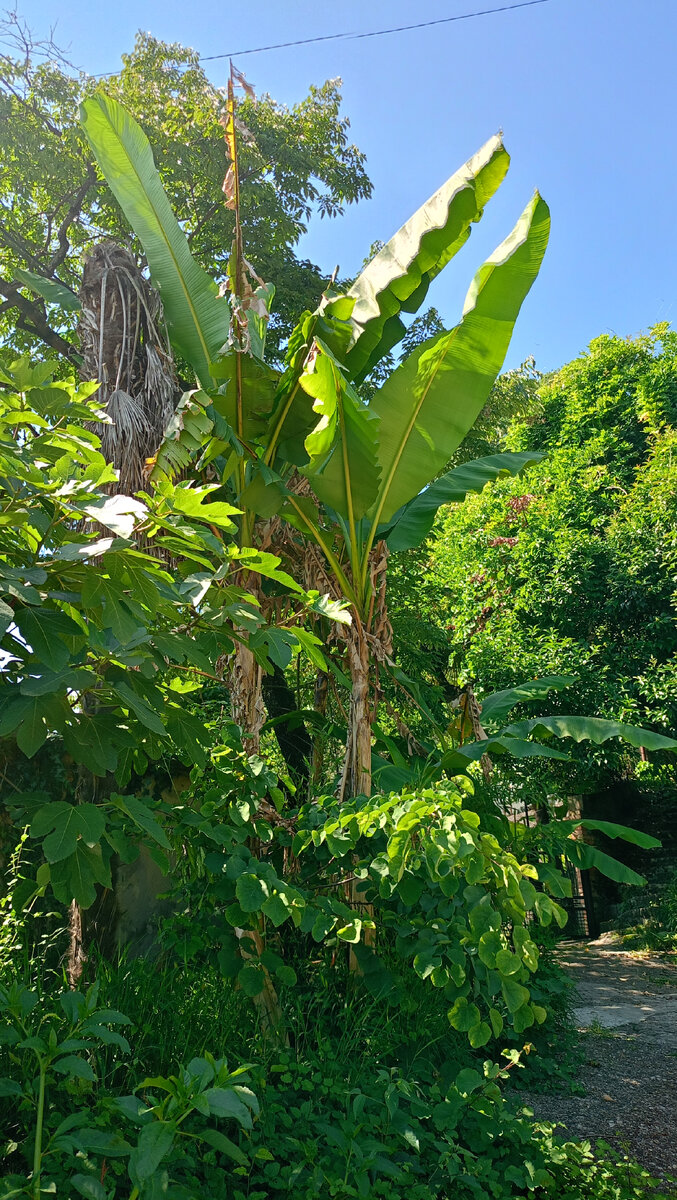 Вот этот банан вы непременно увидите. От него и будете свой путь выбирать😊