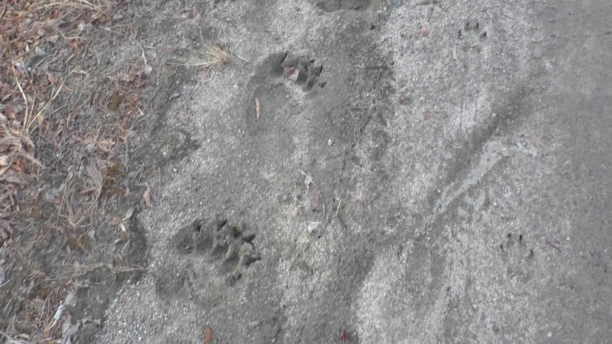 Следы медведя