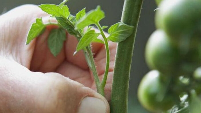 нахожу первую цветочную кисть и оставляю над ней пасынок. Все остальные отростки – удаляю.