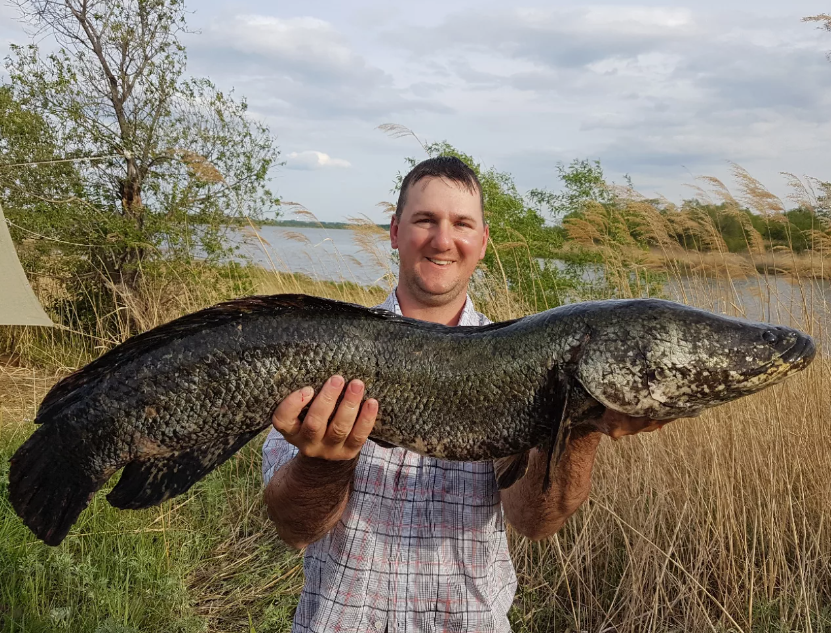 Juvenile Giant Snakehead Fish This predatory fish is also . Flickr