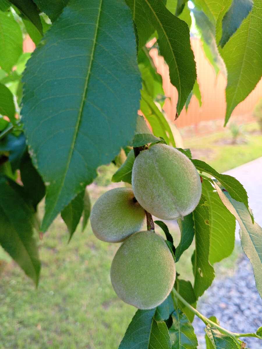 Наши персики