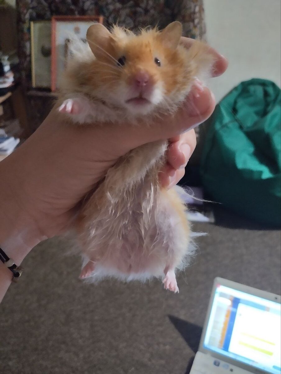 Кое-кто рыжий тоже попытался добраться до селедки, но был вовремя пойман. 