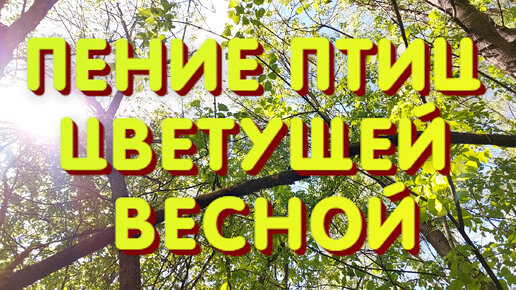 ПЕНИЕ ПТИЦ ЦВЕТУЩЕЙ ВЕСНОЙ