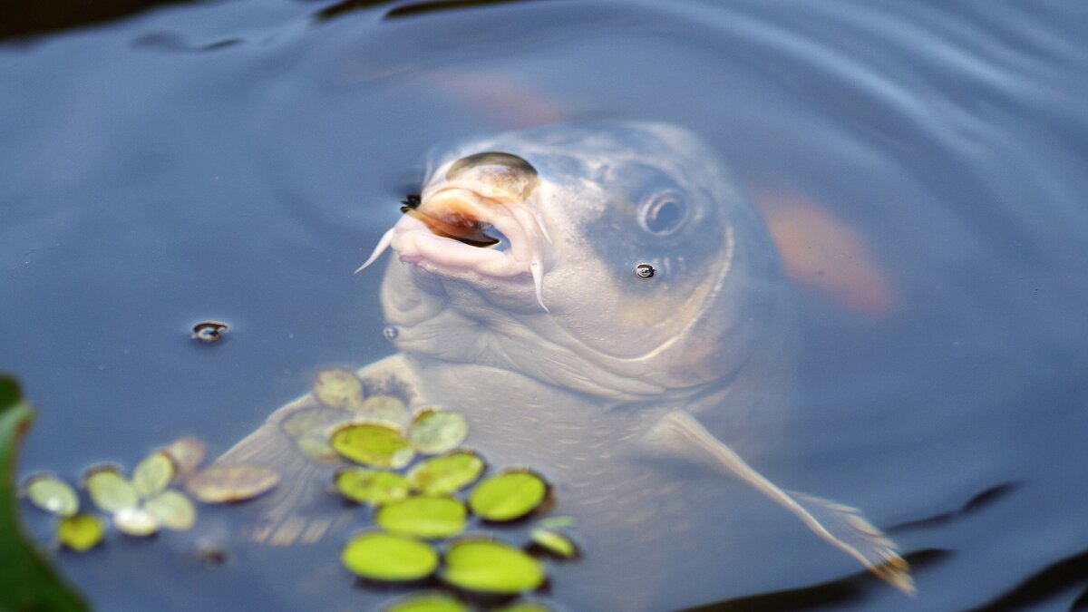Фото: DanielWanke/Pixabay.com