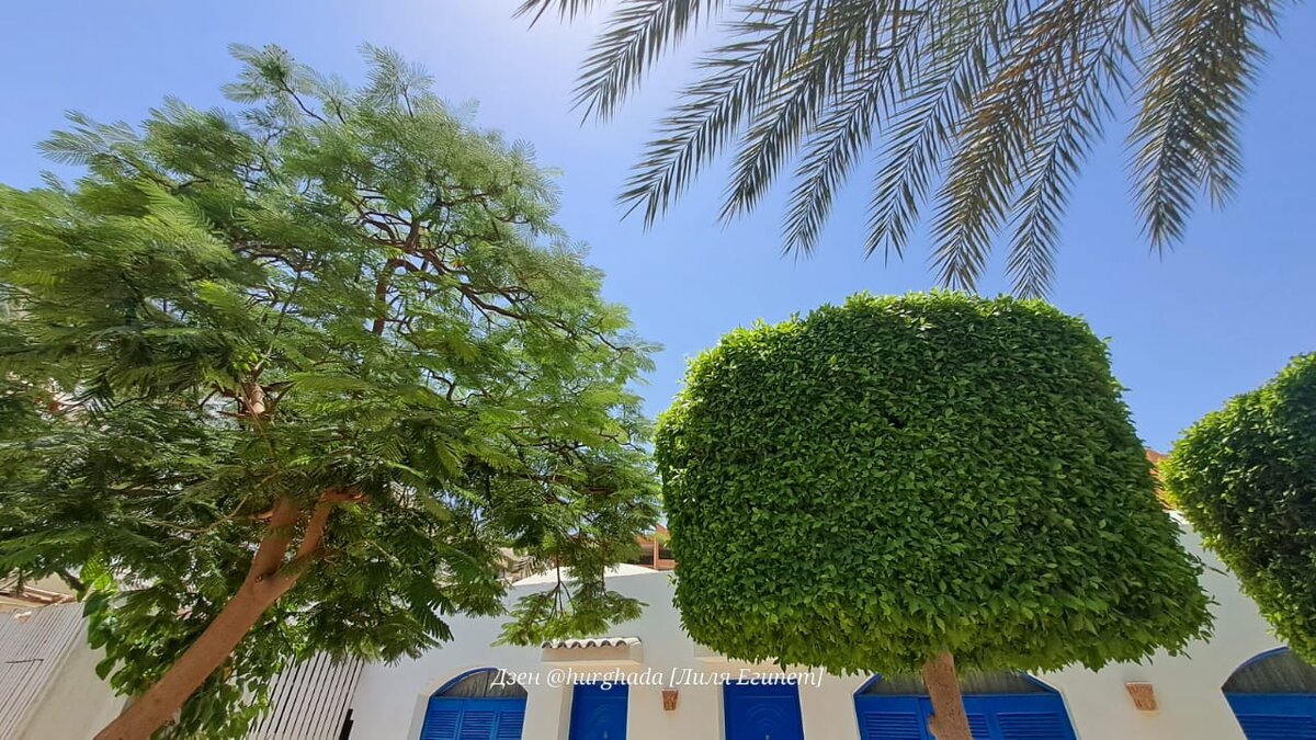 Фото для Дзен, канал @hurghada [Лиля Египет]. 
