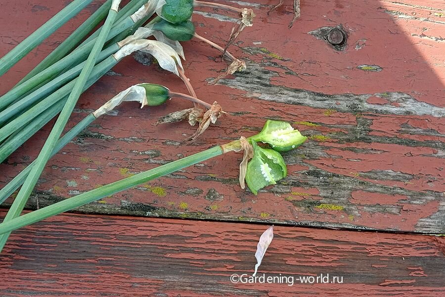 Не давайте растению тратить силы на созревание семян, срезайте цветоносы.
