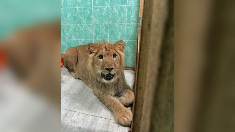    Спасенный в Оренбуржье лев Цезарь за три месяца поправился на 30 килограммов Белов Михаил Александрович
