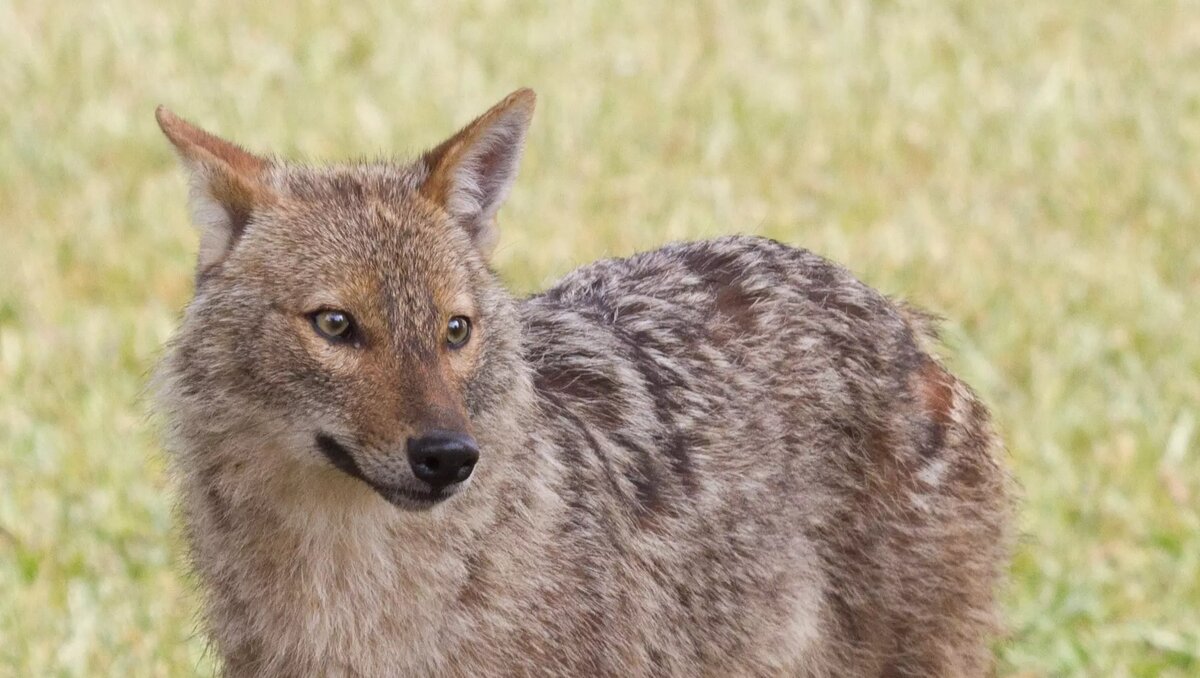     Автор: wikimedia.org