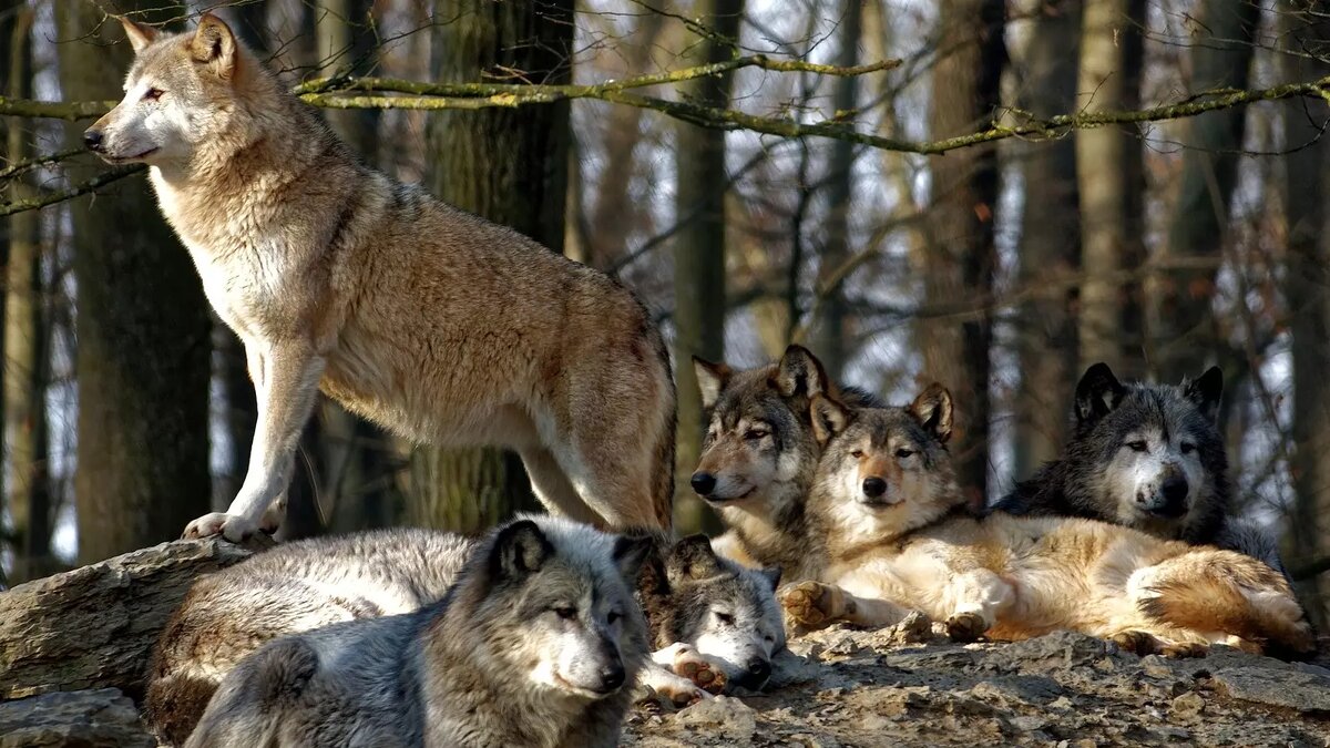     Автор: wikimedia.org