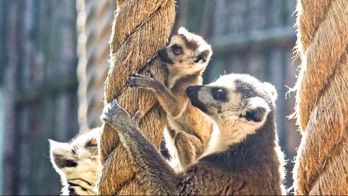 Фото: пресс-служба Московского зоопарка 