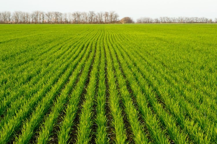    Новый пневманический высевающий аппарат запатентовал Мичуринский ГАУ