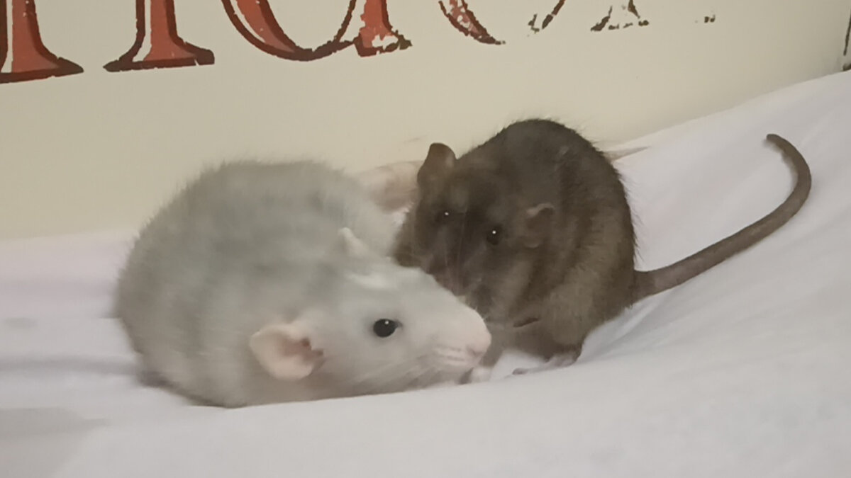 Крыски и другие грызуны подвержены частым заболеваниям, а скорость развития болезни очень высока 