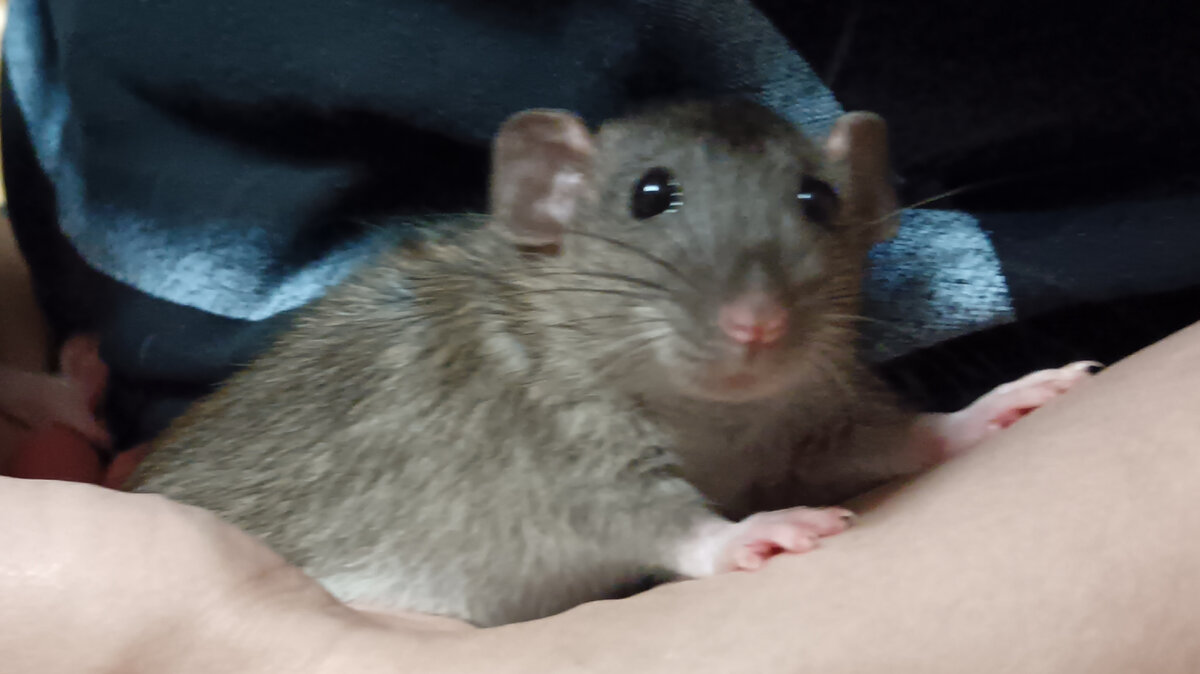 Маленькие грызуны достаточно хрупкие создания и к ним нужен особый подход