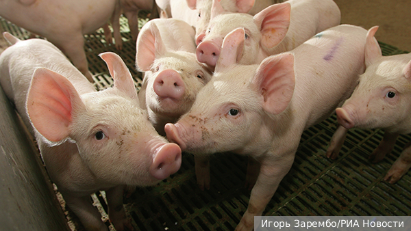     Фото: Игорь Зарембо/РИА Новости   
 Текст: Валерия Городецкая