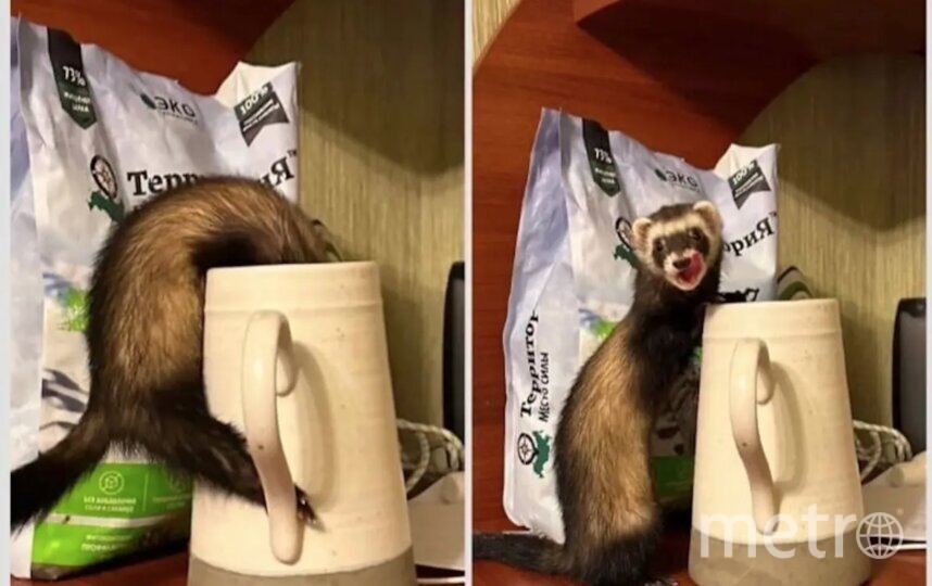    Хорёк Шуша..Благотворительный Фонд помощи куньим имени Мистера Жопэна