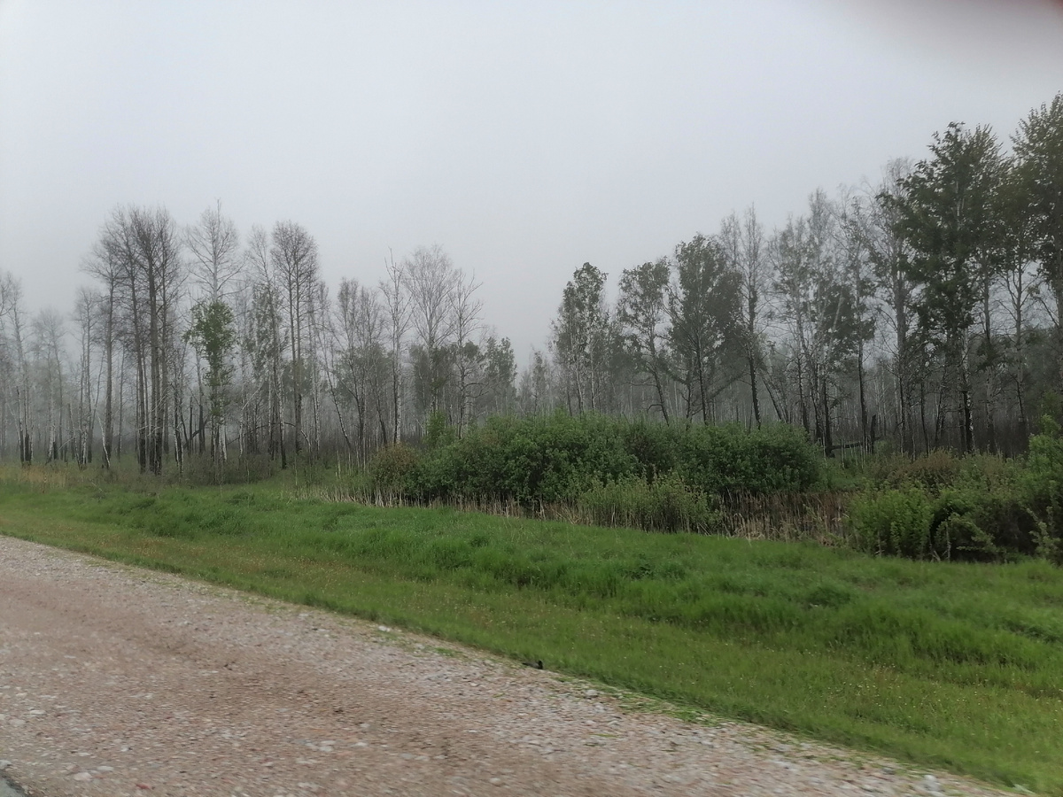 Остатки леса в тумане. Часть деревьев после вероятно позапрошлогоднего пожара так и не распустили листья... а может быть ещё рановато. Здесь весна часто задерживается.