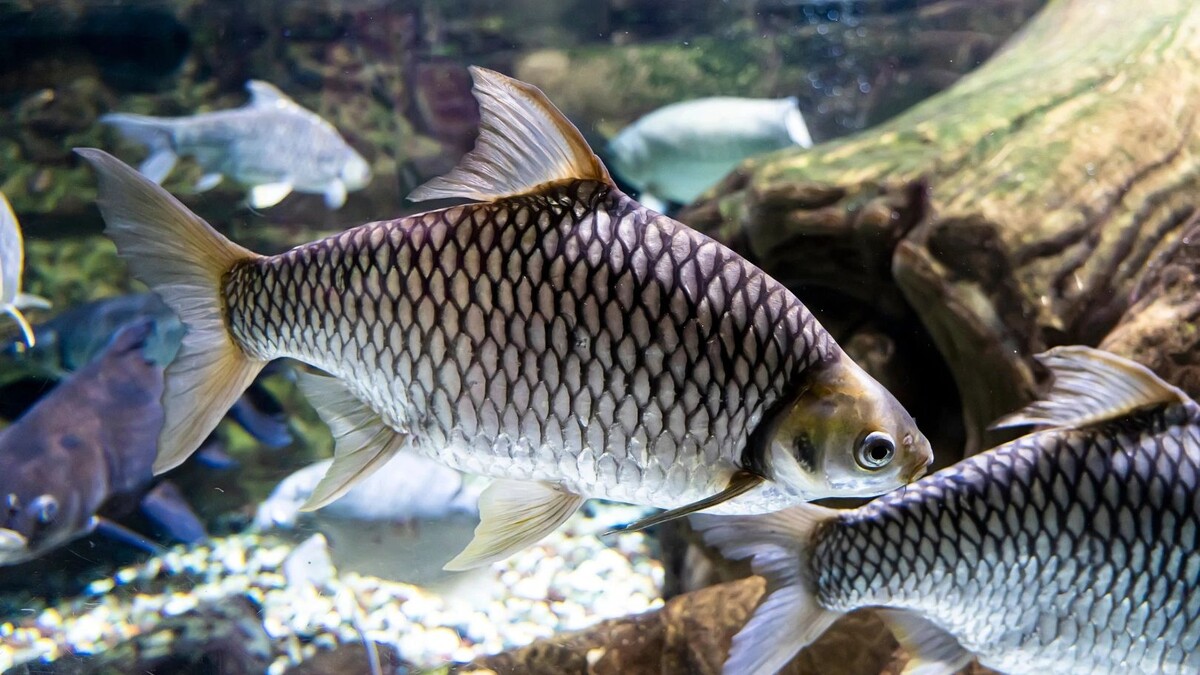    Фото: Melnikov Dmitriy/Shutterstock/Fotodom