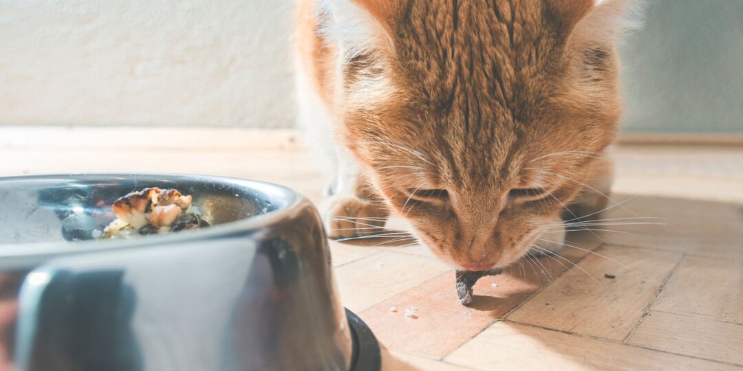 Почему кошка ест с пола, а не из миски? Важные причины, о которых вы не догадывались