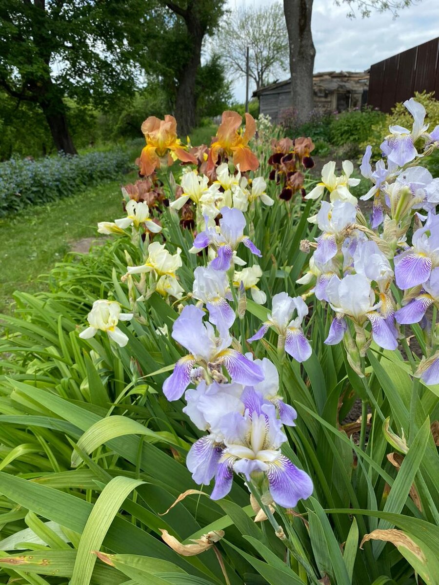 Ирисы посадила в ряд по нижней границе клумбы