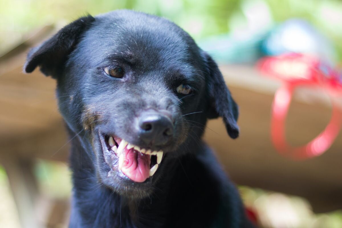 Кто из членов семьи самый слабый по мнению вашей собаки? | Dog Breeds | Дзен