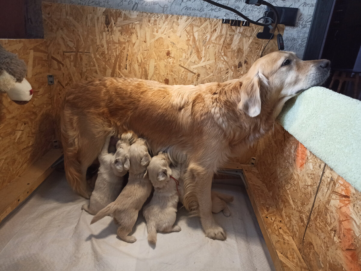 Ляля с малышами