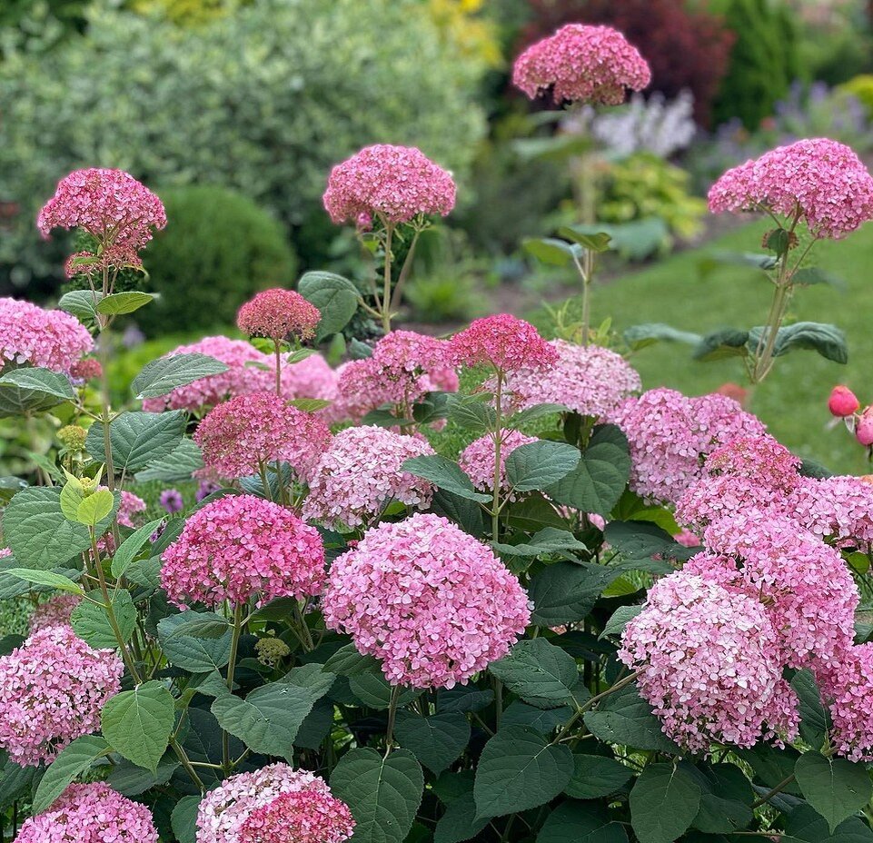    Соцсети блогера helen_fairy_garden