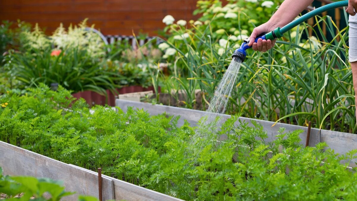 Цветы в огороде. Поливка огорода. Лейка с водой. А как поливать ее. Полив клубники.