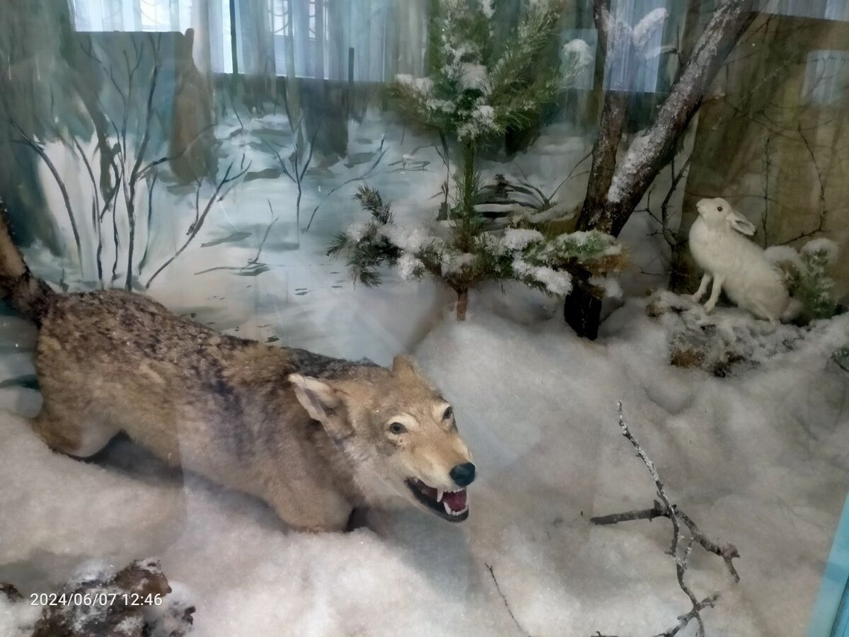 Волк. Фотография автора. Это первый персонаж, который встретил меня в музее! 