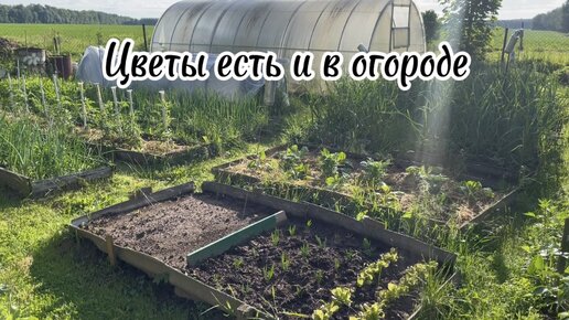 Этот уголок своего участка я показываю впервые Смешанные посадки