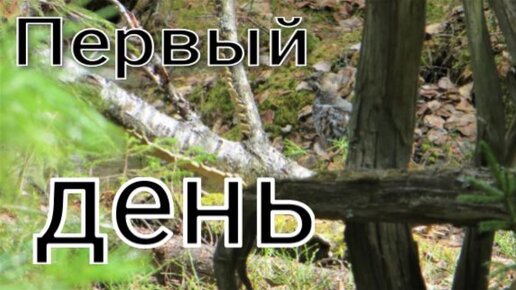 Первый выход на охоту рябчики ещё не на гнёздах зверь притаился встретил единственный след медведя