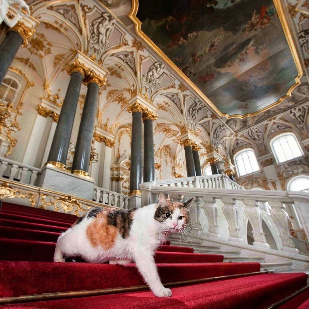 Кошки Эрмитажа 