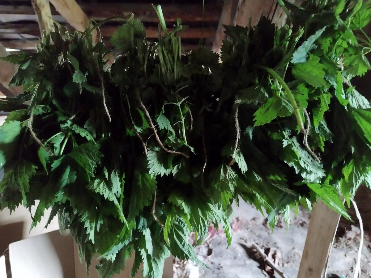 Вот такие веники повесили на чердаке