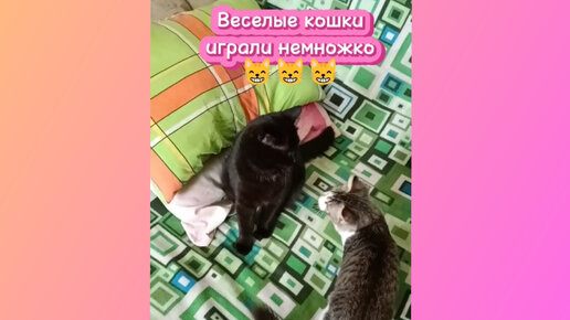 Веселые кошки играли немножко.