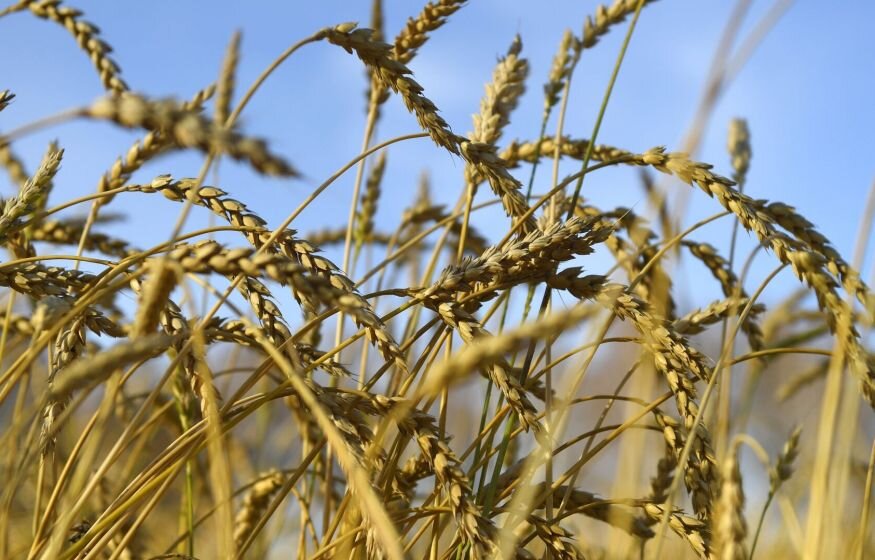    Достигли ли мировые цены на пшеницу своего пика?