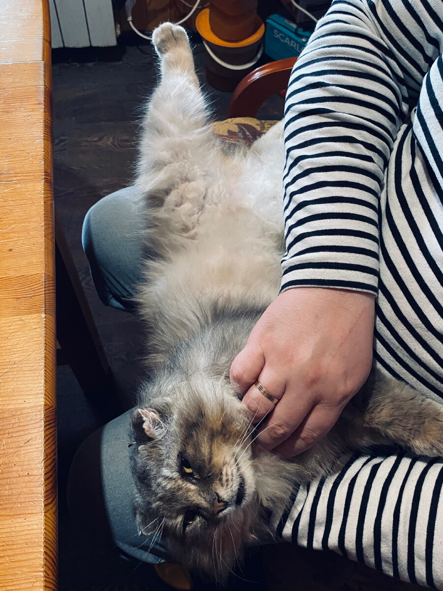 Вот так Филя больше не ложится! А жаль! Везде фото автора.