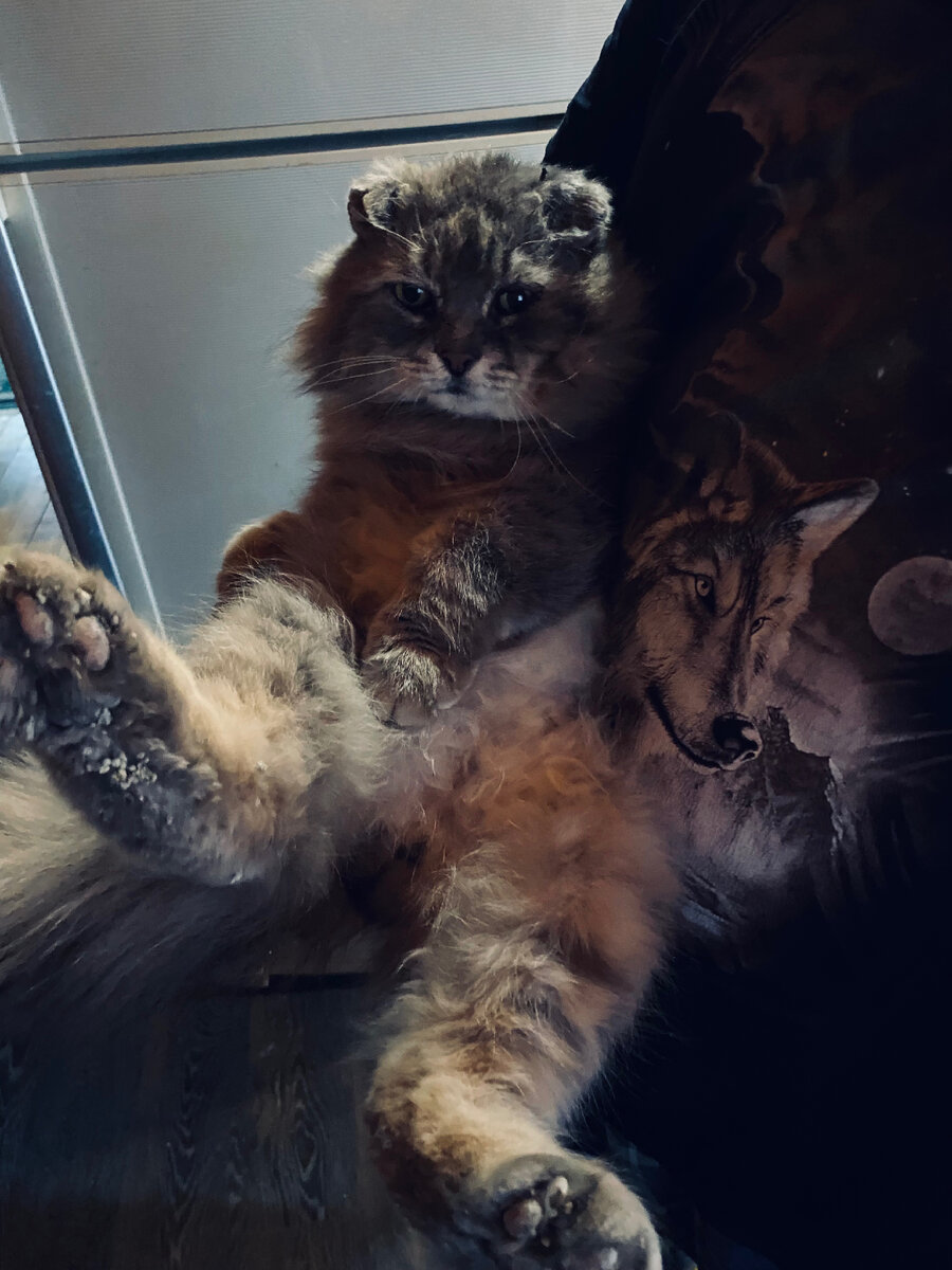 Хорошо на ручках у хозяина.