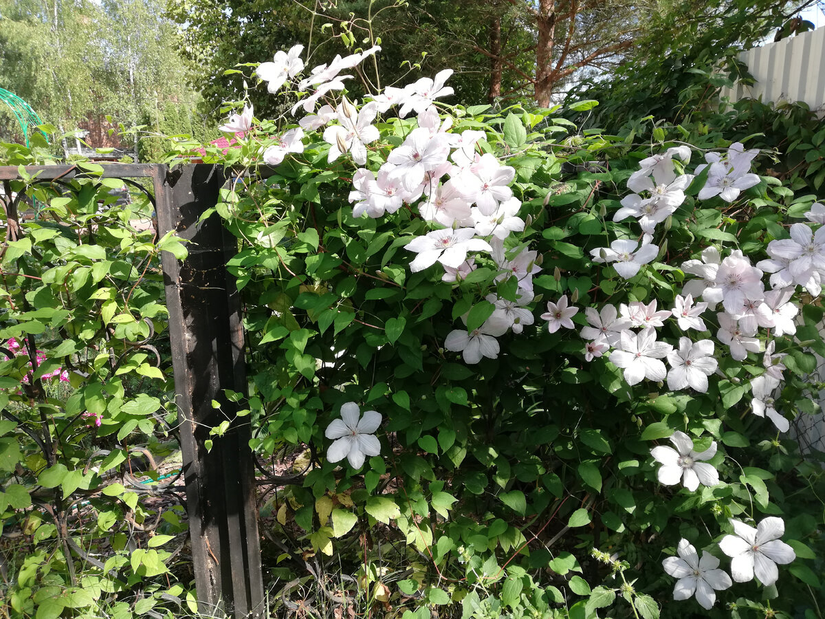 Клематис Сноу Куин