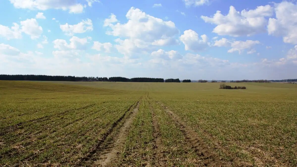 Фото:© Владимир Исаенко / Glavagronom.ru Режим ЧС федерального характера введен в регионах, пострадавших от заморозков