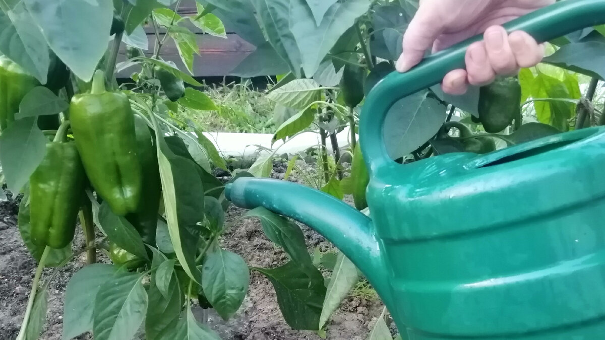 Когда на кустиках появятся первые перчики, следует давать подкормки кустикам по одному – два раза в месяц