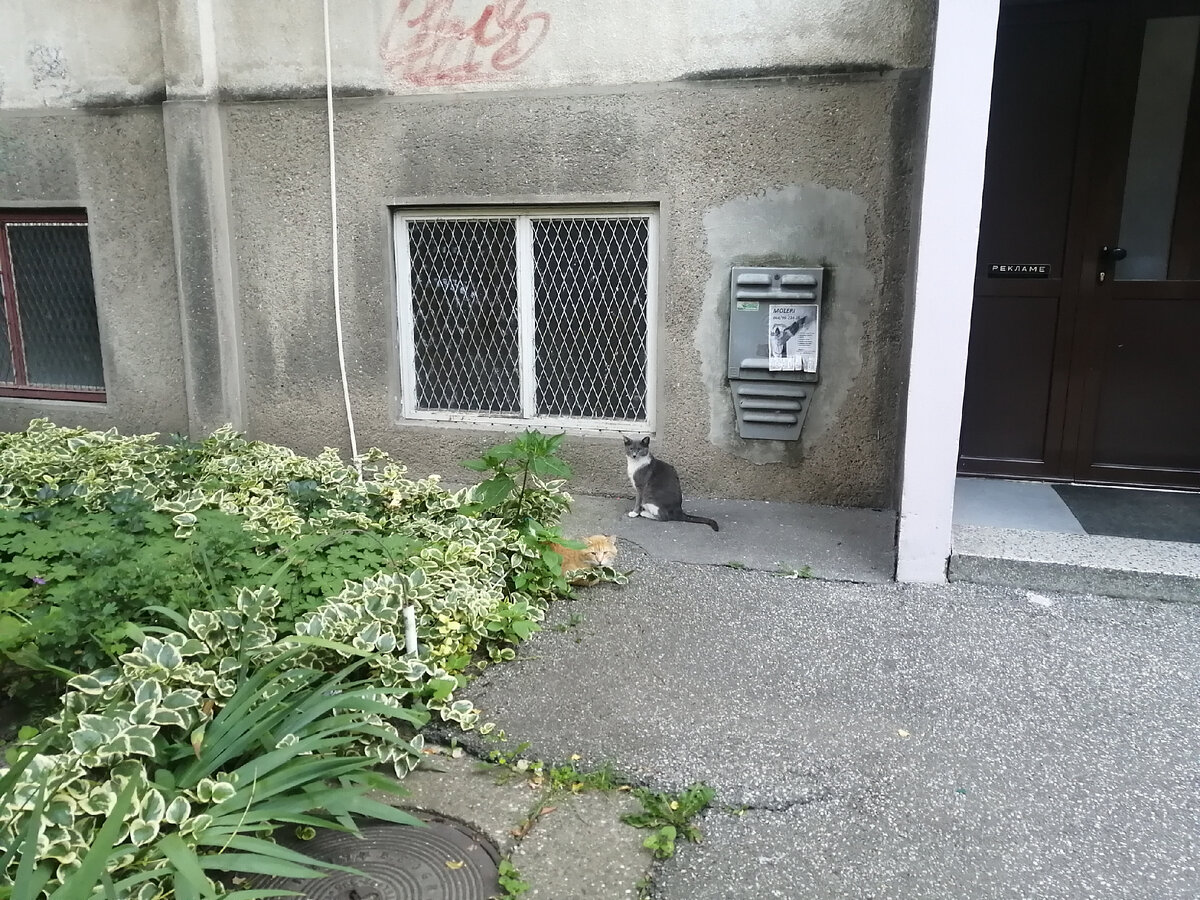 Жильцы домиков. 