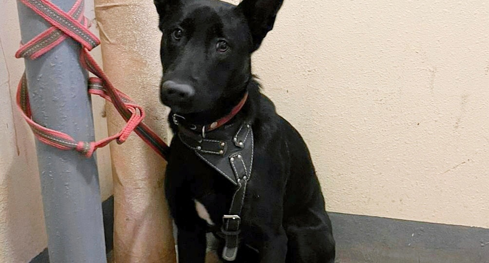 ❗ДОМА❗Мальчик, переживший предательство дважды, ищет любящих хозяев.