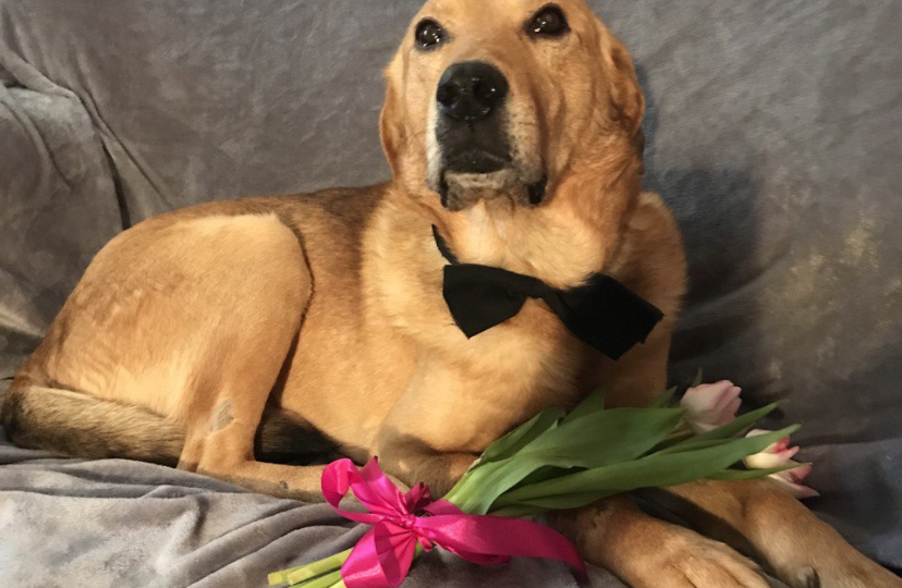 Последняя надежда Рафика. Борьба за лапку