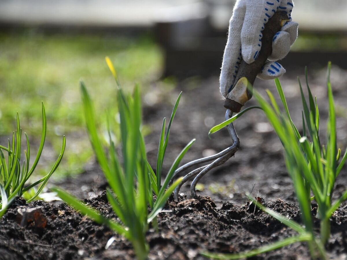    Женщина пропалывает грядку на дачном участке во Владимирской области© РИА Новости / Кирилл Каллиников