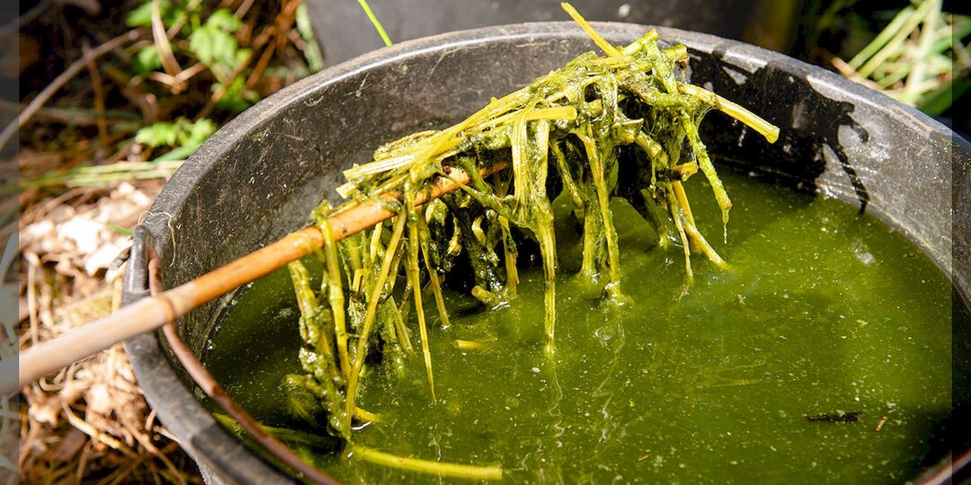 Бродиловка - два варианта приготовления: как правильно приготовить очень ценное зеленое удобрение