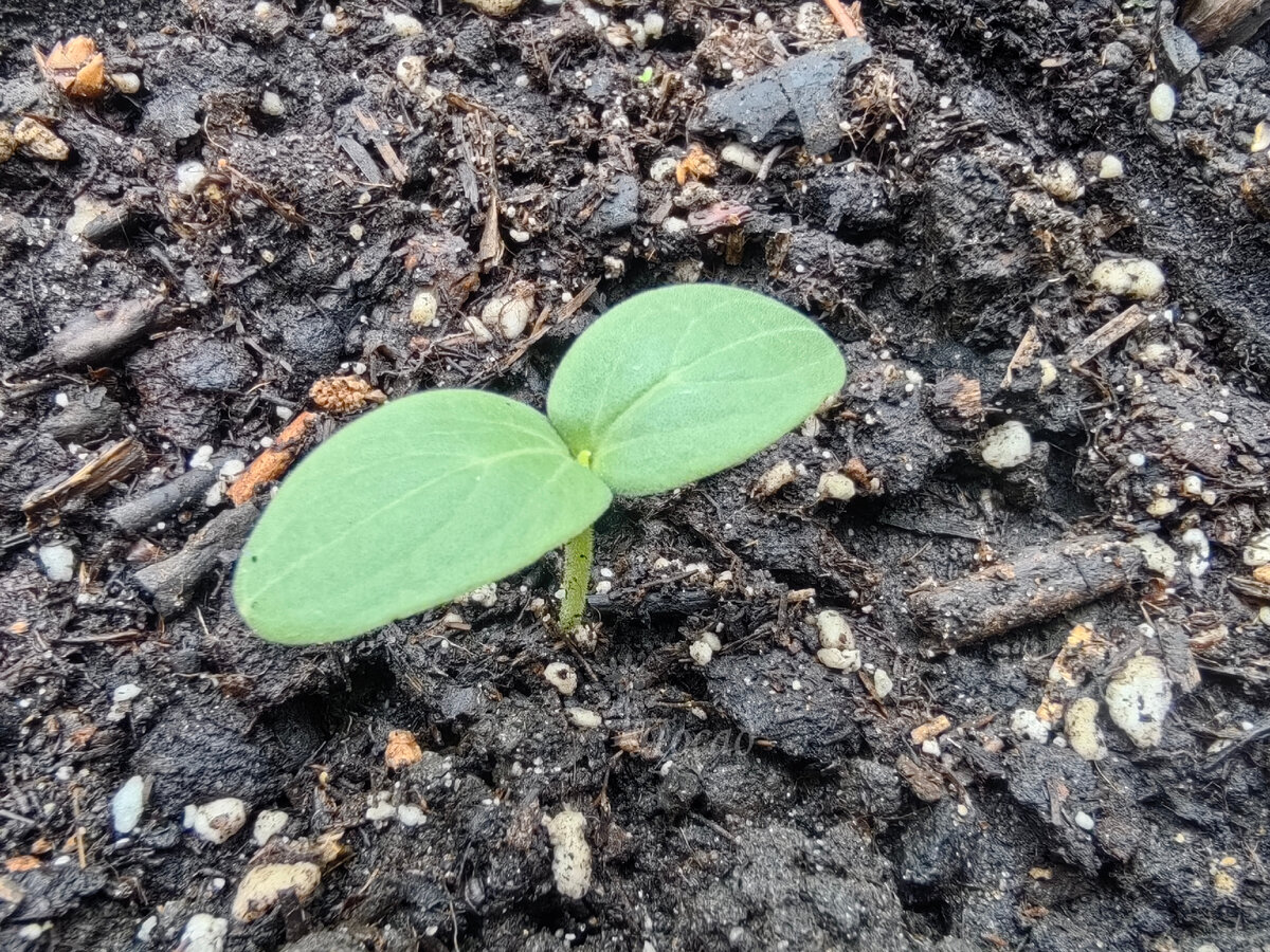 Вовремя высаженные семенами в грунт огурчики быстро догоняют тепличных, переживших холода. 