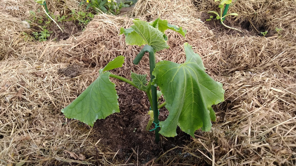 Даже маленькая рассада в холода страдает.